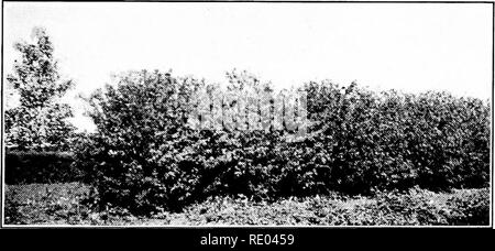 . Lo studio della natura e agricoltura. Lo studio della natura; l'agricoltura. Alberi e arbusti I17 da sei a dieci metri di altezza, mentre la red vimini è un po' più piccola. Questi sanguinello sono particolarmente apprezzati per la loro appariscente corteccia rosso, che in inverno e in primavera offre un luminoso nota per il prato quando tutto il resto è noiosa. Il sambuco. - Ci sono cinque o sei tipi che variano notevolmente in termini di dimensioni e di abitudine; tutti loro portano grandi grappoli di fiori bianchi seguita da piccolo rosso o nero bacche; molte di esse hanno foglie gialle. Forse il più comune in. Auto.igana Hedge - non rifilate cresciute da seme e mai trapiantato. E.xperiment Foto Stock