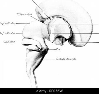 . Un manuale di laboratorio e libro di testo di embriologia. Embriologia. Fig. 330.-una sezione trasversale attraverso il telencephalon di S3 mm. embrione (dopo la sua). Th, talamo; cs, striato; ///, fessura di ippocampo; fa, marginale cucitura grigio; Ji, bordo bianco di sub- posizione. Fessura Chorioid Sup. collicidus. Nucleo ci caudale J W apsule interna lobo olfattivo di Fig. 331.-vista laterale del cervello di un 53 mm. feto. La maggior parte del pallio del diritto emisfero cerebrale è stata rimossa, lasciando solo quella che ricopre il nucleo lenticolare, ed esponendo la capsula interna, nucleo caudato e Foto Stock