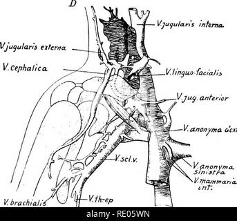 . Un manuale di laboratorio e libro di testo di embriologia. Embriologia. anonynta d'extra. Fig. 277.-Quattro ricostruzioni di vene del braccio destro (dopo F. T. Lewis). Un, 10 mm. embrione; B, 11,5 mm. embrione; C, 15 mm. embrione; D, 22,8 mm. embrione. Circolazione fetale durante la vita fetale il sangue placentare entra nell'embrione a titolo della grande vena ombelicale e viene convogliata al fegato (Fig. 278). Ci si confonde con la piccola quantità di sangue venoso portato al fegato attraverso la vena porta. Esso è portato alla vena cava inferiore o direttamente attraverso il dotto venoso, o indirettamente. Si prega di notare tha Foto Stock