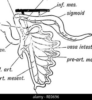 . Embriologia umana e morfologia. Embriologia umana; la morfologia. 276 embriologia umana e la morfologia toneum, entrambi gli strati essendo successivamente assorbita. Così la discesa meso-colon inizialmente situato nella linea di centro, viene ad essere attaccata a sinistra la regione lombare. spl. plex. colon sinistra col. art. inf. mes. sigmoide metà. coliche duoden'.. uctsct intest. dieci. pre-art. mesent. ileo-col. arte, post. art. mesent. Il Meckel diuert. A.. Si prega di notare che queste immagini vengono estratte dalla pagina sottoposta a scansione di immagini che possono essere state migliorate digitalmente per la leggibilità - Colorazione e aspetto di queste illus Foto Stock