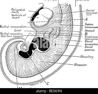 . Un manuale di laboratorio e libro di testo di embriologia. Embriologia. Cavità del corpo, DIAFRAMMA E MESENTERIES 189 al setto cresce il fegato. Questa porzione del mesenterio ventrale dà luogo dorsalmente al minor omento dello stomaco e con il setto transversum, esofago di Spina,!. Corct Ccwify pericardica ventricolo del cuore mesotardium ventrale fegato - mesenterio ventrale (fa.ltt forma ligameni. Mesenterio ventrale {minore omento) dorsale dorsale mesogasirium pancreas Mesenterio Mesocolon ^Mesoretto Fig. 182.-diagramma che mostra la primitiva mesenteries di un inizio di embrione umano in sagittale mediano Foto Stock
