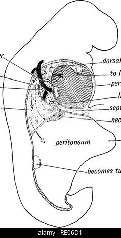 . Embriologia umana e morfologia. Embriologia umana; la morfologia. Sviluppo del sistema circolatorio. 243 linee il coelom è un derivato del hypoblast, e che il coelom era originariamente una serie di diverticoli segmentale derivata da inflessioni del hypoblast; eppure, da un punto di vista clinico, è meglio considerarlo come parte del sistema linfatico, e davvero un ampio spazio della linfa. Esso consente il cuore, polmoni e visceri addominali a subire spostamenti con un minimo di attrito. rt. d. di Cuuier^ rt. pleura polmone bud- mesogast dorsale. faccia dorsale meso-card a sinistra pleura perica Foto Stock