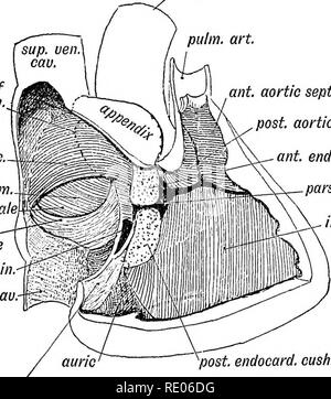 . Embriologia umana e morfologia. Embriologia umana; la morfologia. Sviluppo del sistema circolatorio. 239 2. L'Inter-setto ventricolare. 3. I setti aortica. 4. Il setto primum del padiglione auricolare. 5. Il setto secundum del padiglione auricolare. (1) auricolare o auriculo-canale ventricolare è diviso per sezioni anteriore e posteriore cuscini endocardica, che crescono e si incontrano, dividendo il canale auricolare in destra e sinistra auriculo- ventricolare di orifizi. (2) inter-setto ventricolare sorge dal pavimento del ventricolo comune e cresce verso l'alto verso l'orifizio aortico ed endocardiche etiope Foto Stock