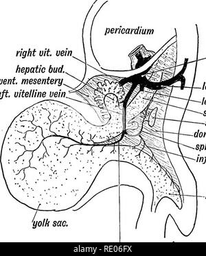 . Embriologia umana e morfologia. Embriologia umana; la morfologia. Sviluppo OE il sistema circolatorio. 229 (Fig. 188). La vena splenica e mesenterica inferiore passa per il mesenterio dorsale (Fig. 187) e unirsi a questo communi trasversale- catione che può essere denominato il sovra-giunzione duodenale. Il diritto vit. vena epatica. bud. sfiato, mesenterica. sinistra, vitelline vena.. sinus venoso condotto di sinistra di Cuvier sinistra umb. vena stomaco milza mesenterio dorsale vena splenica inf. mes. vena hind gut sacco vitellino. sup, mes. vena Fig. 187.-sinistra Vitelline vena di un embrione di 4 settimana. Terzo o più basso dell'uscita Foto Stock