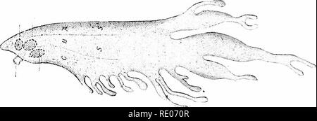 . Contorni di zoologia. Zoologia. 576 rettili. parte nei movimenti respiratori. In alcune lucertole (Chamreleon gechi) i polmoni sono prolungati in aria- sacs, suggerendo quelle di uccelli (Fig. ig8). Sistema di escrezione. Le coppie di reni giacciono nella estrema regione posteriore della cavità addominale e si estendono a poco più indietro rispetto al livello della cloaca. Ogni camera è arredata con un brevissimo uretere. Nel maschio gli ureteri unite con vasi deferenti; nella femmina si aprono separatamente nella cloaca. Nella cloaca si apre anche un grande con pareti sottili " vescica urinaria " ; questo è un r Foto Stock