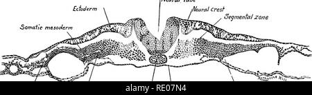 . Un manuale di laboratorio e libro di testo di embriologia. Embriologia. Embrione di pulcino di diciotto segmenti primitiva 61 sezione trasversale attraverso la primitiva (Hensen's) il nodo o nodo (Fig. 40).-La sezione mostra i tre strati germinali legati insieme al "Knot" o il nodo in una massa di tessuto indifferenziato. Il mesoderma è divisa lateralmente in somatiche e strati splancnico. Sezione trasversale attraverso la primitiva Streak (Fig. 50).-nella metà di linea dorsale è il primitivo scanalatura. Il germe strati può essere visto in quanto traggono la loro origine dal undiffer- Ectoderm tubo neurale iNeurai Cresf Segmen Foto Stock