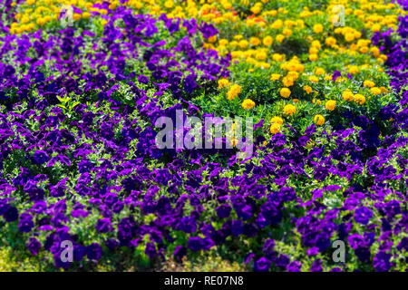 Brillante fiore decorativo letto in un parco pubblico. Foto Stock