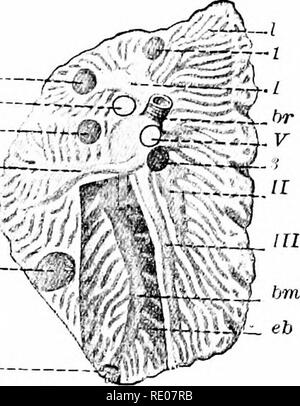 . Un manuale di zoologia. Zoologia. IV. VERTEBRATA: AVES. G09 IV uniti a nervature. In ingresso al polmone tlie bi'onchus (fig. 639, Br) perde la sua Ciirtilage supporta e si allarga in un vestibolo ("j e si estende tljence come mesobronchus (hm) indietro, termi- narie nell'aria addominale sac (.5). Una ramificazione laterale fornisce l'ostacolare sub- costale sac (4). Bronchi secondari derivano dal vestibolo e mesobronchus; di questi vi sono da tre a cinque ento- bronchi (Iiv) fornire l'aria rimanente-sac e sei o più ectobronchi. Derivanti dalla mesobronchi e bronchi secondari sono bronch terziaria Foto Stock