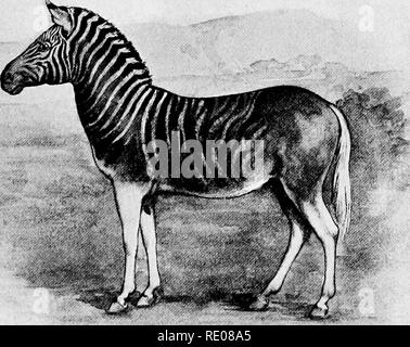 . Il Penycuik esperimenti. Ibridazione; Telegony; cavalli; 1899. E TELEGONY EEVEKSION. 65 aucestoi-s del cavallo di al-giorno erano persino più striped rispetto al recentemente estinto quagga (Fig. 13). Concessione rever- sion, e concedere anche che le varie razze di cavalli hanno desceuded da profusamente striped antenati, Weismann la risposta sarebbe del tutto legittimo. Ma alcuni biologi, coloro che non sono disposti a consentire che la reversione di questo genere mai occm-s, non ammette la rilevanza di Weismann la risposta. Se non adottando la " infezione" spiegazione Fig. 13.. Signore Morton's Quagga (a Foto Stock