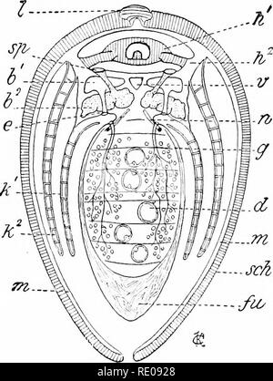 . Un manuale di zoologia. Zoologia. 3R,y mollusco A. camera e la maggiore inferiore cavità respiratoria. Nella cloaca tlie vuota l'ano e l'acqua che ha superato le branchie; si apre all'esterno attraverso il sifone excurrent. Il sifone inciirrent sfocia nella camera brachiale. Nella parte anteriore delle branchie sono due ulteriori coppie di foglia-come lobi, la palpi labiali, tra i quali è la bocca. Le branchie sono variouslj' sviluppato. Il Nuculidfe-più primitiva della vita Acephala-hanno veri ctenidia costituito da un asse coltivate per il corpo e una superficie interna ed una superficie esterna di fila di gill foglie (fig. 355). Fr Foto Stock