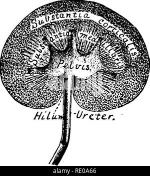 . Tecnologia anatomica come applicata al gatto domestico; un'introduzione a umano, veterinaria e anatomia comparata. Gatti; la dissezione; mammiferi. Fig. 85.-Doeso-sezione ventrale delle otto Rene, vista caudale ; x 1.1. Maiale. 86.-Dbxteo longitudinali a sezione binistkai op il rene destro, ven- f o lle vista : x 1.1. Preparazione-Fig. 85, 86.-l'uretere e il bacino era stato gonfiato iniettando 95 per cento, alcol attraverso l'uretere verso il capretto- ney. Poi l'uretere è stato ligatured e del rene attentamente rimosso e collocato nel 60 per cento, alcol per due giorni e poi nel 95 per cento, alcool per lo stesso Foto Stock