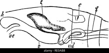 . Zoologia per licei e collegi. Zoologia. 278 Zoologia.. Fig. 233.-intestino e testicolo (^ di copepod (Pieuroma), vista laterale ce, cesophagua ; v, stomacli; una tenda sac leadintr dal stomacii; ^, intes- tine; Cy hearf ; vd, spiralato vas deferens.-Dopo Glaus, dal Gegenbaur. In Lerneonema radiata Steenstnip e Lfltken (Fig. 234), troviamo il termine più basso nella serie di degradational forme di questo ordine. La bocca-parti sono qui convertito in cinque radici, irradiano dalla testa ; il corpo non è segmentato, e termina in due lunghi uovo - masse. In Penella (Pig. 336) il corpo cavo è- lik Foto Stock