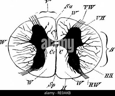 . Un manuale di zoologia. Zoologia. ORGANOLOGT GENERALE. 125 III. Organi sensoriali. Sensazioni di animali inferiori.-Ciò che sappiamo del personaggio del mondo esterno si fonda sulle esperienze acquisite attraverso i nostri organi sensoriali. Sappiamo così il mondo esterno solo in quanto esso è accessibile ai sensi, controllata dalla sentenza. Se le cose esistono al di fuori di noi stessi che non hanno alcuna influenza su i nostri sensi, siamo in grado di formare n concezione di loro. Ne consegue da questa proposta che siamo in grado di acquisire conoscenza del. Fig. 76.-sezione trasversale del midollo spinale umano. (Da Wiedersheim.) nero offrono se Foto Stock