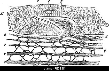 . Zoologia per licei e collegi. Zoologia. Cellule e tessuti. 7 ferentiation di organi comporta la divisione del lavoro fisiologico. Tessuti.-dei differenti tipi di tessuti vi è in primo luogo il tessuto epiteliale (Fig. 4) consistente di cellule con un nucleo e nucleolus, e affiancati, formando uno strato. Tutti gli organi si sviluppano originariamente da epitelio, che è il prim- itive cell-struttura e forma dei tessuti del germe-strati. Le cellule epiteliali formano la pelle di animali e anche il rivestimento del canale digerente. Le cellule di quest'ultimo può, come spugne, recare un general re Foto Stock