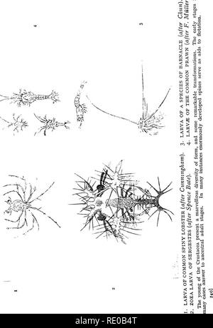 . L'infanzia di animali. Il comportamento di animali; storia naturale. . Si prega di notare che queste immagini vengono estratte dalla pagina sottoposta a scansione di immagini che possono essere state migliorate digitalmente per la leggibilità - Colorazione e aspetto di queste illustrazioni potrebbero non perfettamente assomigliano al lavoro originale. Pycraft, W. P. , (William piano), b. 1868. Londra, Hutchinson &AMP; Co. Foto Stock