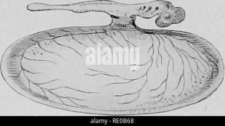 . L'infanzia di animali. Il comportamento di animali; storia naturale. . Si prega di notare che queste immagini vengono estratte dalla pagina sottoposta a scansione di immagini che possono essere state migliorate digitalmente per la leggibilità - Colorazione e aspetto di queste illustrazioni potrebbero non perfettamente assomigliano al lavoro originale. Pycraft, W. P. , (William piano), b. 1868. Londra, Hutchinson &AMP; Co. Foto Stock