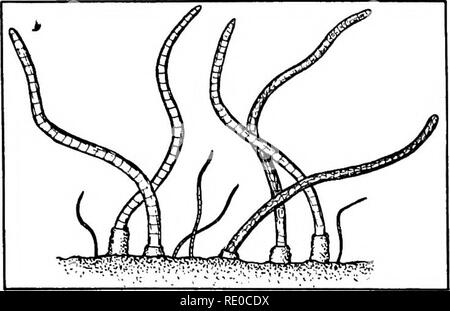 . La vita di acque interne; un testo elementare libro di fresco-acqua biologia per studenti americani. Biologia di acqua dolce. 174 organismi acquatici Fig. 82. Dero, nel suo caso fatta di semi di flottante. Massa acquatico-worm più come il ben noto specie terrestri, scavano profondamente nel fango di fondo di stagno. Altri worm si verificano in acqua nel grande varietà; abbiamo menzionato solo alcune delle più comuni e quelli più frequentemente visto. Ci sono molti vermi parassiti che appaiono nell'acqua solo per un breve periodo della loro vita: capelli-worm {Gordius, ecc.), che vengono liberati dai corpi degli insetti Foto Stock