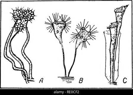 . La vita di acque interne; un testo elementare libro di fresco-acqua biologia per studenti americani. Biologia di acqua dolce. 162 organismi acquatici andando in forma e abitudine. Podophyra sarà spesso encoiin- strate ricercando i dorsi di insetti acquatici o i lati del sommerso ramoscelli, o altro supporto solido, al quale esso è attaccato. È sessili, e raggiunge la sua suctorial pseudopodi in cerca di soft corposo di organismi che sono la sua preda. Anthophysa è una curiosa forma sessile che è comune in acque inquinate. Esso forma molto minuto colonie sferiche che sono attaccate alla punta trasparente di a. P Foto Stock