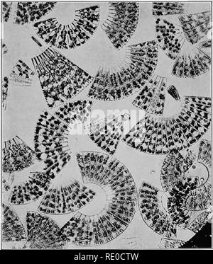 . La vita di acque interne; un testo elementare libro di fresco-acqua biologia per studenti americani. Biologia di acqua dolce. Diatomee 113 le sue cellule sono molto piccole e facilmente trascurato, dato che in gran parte sfuggire le migliori reti e sono solo di essere. Fig. 36. Quasi una coltura pura di Meridion, mostrando le colonie di varie dimensioni. raccolte dall'acqua mediante filtrazione. Spesso però la loro abbondanza compensa la loro dimensione. Kofoid hanno trovato il loro numero medio nelle acque dell'Illinois. Si prega di notare che queste immagini vengono estratte dalla pagina sottoposta a scansione di immagini che possono essere state migliorate digitalmente per reada Foto Stock