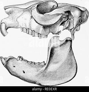 . Una introduzione allo studio dei mammiferi viventi e estinti. Mammiferi. 440 UNGULATA i caratteri cranici presentano una combinazione di quelli trovati in entrambe Perissodactyles e Artiodactyles, ma la forma di ostacolare la parte del palato e la mancanza di un canale alisphenoid appartengono a quest'ultima; e l', timpanica fissato saldamente tra il squamosal e il exoccipital, ankylosed per entrambi e formare il pavimento di un lungo verso l'alto-diretto meato auditoriiis, è così esattamente come quello della Suina che è difficile da credere che non indicano alcune affinità reale di quel gruppo. Questi caratteri Foto Stock