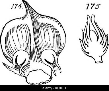 . Un manuale di botanica strutturale; un libro di testo introduttivo per gli studenti di scienza e farmacia. Morfologia delle piante. Capitolo VI LA GYNAECIUM Gymnospermous e Angiospermous Gynaecia.-due distinti tj'pes del gynaecium rispettivamente caratterizzano le Gimnosperme e Angiosperme, entrambe le classi che contribuiscono importanti piante medicinali. Che cosa è stato detto del gynaecium nella nostra considerazione di natura generale del fiore, appartiene interamente a quest'ultima classe. Un paio di parole riguardanti l'ex può essere scritto prima di prendere il nostro studio dettagliato di quest'ultimo. Il pistillo Gymnospermous.-T Foto Stock