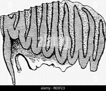 . Una introduzione allo studio dei mammiferi viventi e estinti. Mammiferi. TV M. Si prega di notare che queste immagini vengono estratte dalla pagina sottoposta a scansione di immagini che possono essere state migliorate digitalmente per la leggibilità - Colorazione e aspetto di queste illustrazioni potrebbero non perfettamente assomigliano al lavoro originale. Fiore, William Henry, 1831-1899; Lydekker, Richard, 1849-1915. Londra, A. e C. Black Foto Stock