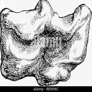 . Una introduzione allo studio dei mammiferi viventi e estinti. Mammiferi. . Si prega di notare che queste immagini vengono estratte dalla pagina sottoposta a scansione di immagini che possono essere state migliorate digitalmente per la leggibilità - Colorazione e aspetto di queste illustrazioni potrebbero non perfettamente assomigliano al lavoro originale. Fiore, William Henry, 1831-1899; Lydekker, Richard, 1849-1915. Londra, A. e C. Black Foto Stock