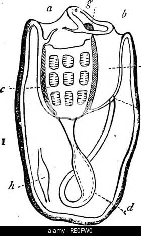 . Libro di testo di zoologia di scuole e università. Zoologia. 172 INVEKTEBKATE ANIllAiS. della bottiglia. Il loro nome scientifico, nuovamente, di Tuhicata, è derivata dal fatto che il corpo è avvolto in un coriaceo- tegumento elastico, vphich è costituito da diversi strati, e che prende il posto di un guscio di copertura esterna dell'animale è di un gristly o coriacea consistenza, ed è noto come il " test." è notevole per il contenimento di una notevole iniezione di capitale- zione di una sostanza apparentemente identici con la cellulosa che è uno dei più caratteristici di tutti i prodotti vegetali. Il Foto Stock