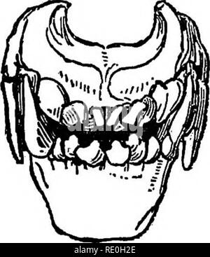 . La gestione e le malattie del cane. Cani; cane razze. Fig. 4- fig. 5- (45). Si prega di notare che queste immagini vengono estratte dalla pagina sottoposta a scansione di immagini che possono essere state migliorate digitalmente per la leggibilità - Colorazione e aspetto di queste illustrazioni potrebbero non perfettamente assomigliano al lavoro originale. Hill, Giovanni nome Woodroffe, d. 1909. New York, W. R. Jenkins Foto Stock