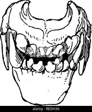 . La gestione e le malattie del cane. Razze di cani; i cani. Fig. 4. Fig. 48. Si prega di notare che queste immagini vengono estratte dalla pagina sottoposta a scansione di immagini che possono essere state migliorate digitalmente per la leggibilità - Colorazione e aspetto di queste illustrazioni potrebbero non perfettamente assomigliano al lavoro originale. Hill, Giovanni nome Woodroffe, d. 1909. Philadelphia, Gebbie &AMP; l'azienda Foto Stock