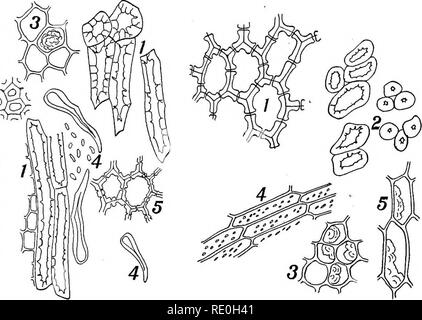 . Metodi batteriologici in alimenti e farmaci laboratori : con una introduzione al micro-metodi analitici . Batteriologia; cibo; la droga. Piastra IV &gt;J. Fig. 13. Fro. 14.. Si prega di notare che queste immagini vengono estratte dalla pagina sottoposta a scansione di immagini che possono essere state migliorate digitalmente per la leggibilità - Colorazione e aspetto di queste illustrazioni potrebbero non perfettamente assomigliano al lavoro originale. Schneider, Albert, 1863-1928. Philadelphia : P. Blakiston figlio di &AMP; Co. Foto Stock