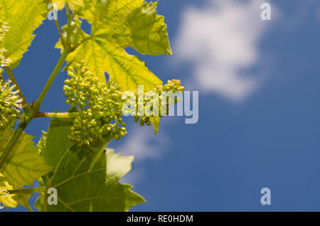 Coltivazione di uva bio nei campi del nord in estate Foto Stock