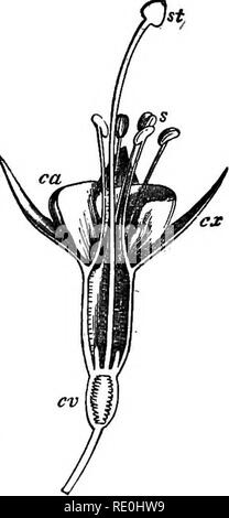 . Come far crescere le colture. Un trattato sulla composizione chimica, la struttura e la vita dell'impianto, per gli studenti di agricoltura ... Chimica agraria; crescita (piante). Fig. ea Fig. 61.. Si prega di notare che queste immagini vengono estratte dalla pagina sottoposta a scansione di immagini che possono essere state migliorate digitalmente per la leggibilità - Colorazione e aspetto di queste illustrazioni potrebbero non perfettamente assomigliano al lavoro originale. Johnson Samuel William, 1830-1909. New York, Orange Judd company Foto Stock