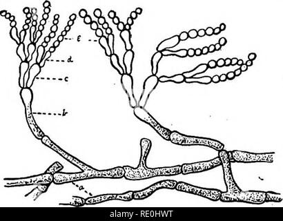 . Un libro di testo su batteri patogeni e protozoi per gli studenti di medicina e medici. Batteriologia; batteri patogeni; protozoi. Fig. 15.-Aspergillus glaucus: UN, una porzione del micelio m, con un con- idiaphore c, e un giovane perithrecium F, ingrandite 190 diametri; B e B', conidiaphore con conidi; B, singoli sterigma ingrandito grandemente; C, inizio fase di sviluppo dell'organo fructifying; D, giovani perithrecium in sezione longitudinale; w, il futuro parete del contenuto; come, la vite, ingrandite 250 diametri; E, un aseus con spore da un perithrecium, ingrandite 6 Foto Stock