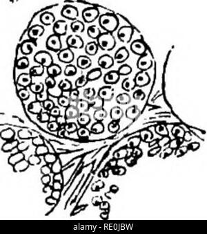 . Malattie &AMP; disturbi del cavallo, un trattato di medicina equina e chirurgia, essendo un contributo alla scienza della patologia comparata. I cavalli. 95 Gamma di influenza, e nella modalità di azione. Sistema cerebro-spinale comprende il cervello e il midollo spinale ed i nervi vari procedendo da loro. ,Il sistema simpatico è costituito da una doppia catena di nervesâone su ciascun lato del backboneâfrom quali rami sono distribuiti. Il sistema nervoso apparato è costituito da due fattori ultimate, nervose e fibre di nervo-celle, e queste sono intimamente legati insieme. Le cellule sono raccolte toge Foto Stock