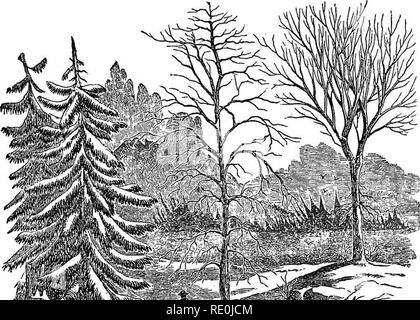 . Classe-libro di botanica : essendo i contorni della struttura, la fisiologia e la classificazione delle piante : con una flora di Stati Uniti e Canada . La botanica; botanica; Botanica. La STBM, o asse ascendente. 35 piante erbacee. " Halm" è un termine usato in Inghilterra con lo stesso significato. E Caulescent accaulescent sono convenienti termini denot- iniy, ex la presenza, e quest'ultimo l'assenza dell'caulis o stelo antenna. 170. Il Culm è il gambo delle erbe e i carici, generalmente- raccordata, spesso cava, raramente diventando woody, come in canna di bambù e. 171. Il tronco è thena Foto Stock