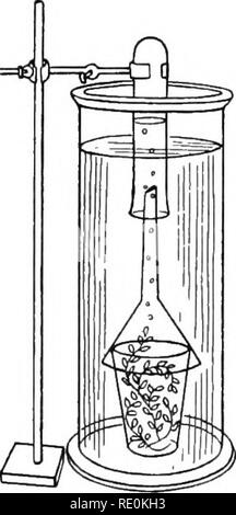 . Impianto sperimentale di fisiologia per i principianti. La fisiologia vegetale. Il cibo dell'impianto 57. il vasetto di vetro contenente acqua. Il bicchiere serve come un supporto per un imbuto rovesciato che ora è posizionato al di sopra di essa. L'estremità dello stelo dell'imbuto deve essere al di sotto della superficie dell'acqua. Una provetta piena di acqua è invertita rispetto al fine di il gambo dell'imbuto e mantenuta in posizione mediante una fascetta (Fig. 28). Osservazioni.-bolle vengono emesse da pezzi di Elodea, especi- alleato dall'estremità tagliate. Le bolle che salgono attraverso l acqua e spostare gradualmente l'acqua nella provetta. Quando una quantità sufficiente di gas ha raccolto Foto Stock