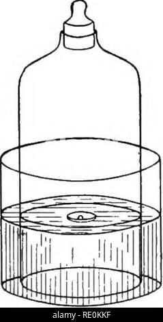 . Impianto sperimentale di fisiologia per i principianti. La fisiologia vegetale. Il cibo dell'impianto 35. Fig. 15 tappo. Una certa quantità di aria è stata quindi racchiusa nella campana al di sopra del sur- faccia dell'acqua (Fig. 15). Rimuovere nuovamente il tappo e incendiare il fosforo per mezzo di un bicchiere caldo-asta o filo. Per sostituire rapidamente il tappo. Osservazioni.-fosforo brucia vivacemente, la produzione di fumi densi. Il livello dell'acqua mside giara scende un po' in un primo momento per poi risalire. Quando la masterizzazione è finita, l'acqua è salito a circa un quinto dell'altezza del vaso. I fumi bianchi gradualmente si dissolvono in Foto Stock