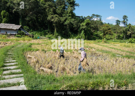 Campi Hmong Thailandia Foto Stock