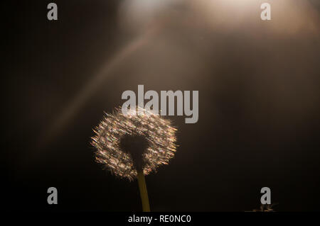 Un impressione di un dendelion retroilluminato contro uno sfondo scuro. Foto Stock