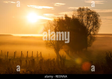 Sunrise in una nebbia copriva il paesaggio con alberi in Fiandra orientale. Fine ottobre. Foto Stock