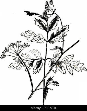 . Fiori di campo. La botanica. Tribù UMBELLIFEROUS 127 27. (Daucus carota) I. D. (carota carota selvatica).-un duro-derivava, ispido impianto 1-3 piedi alto con un tap-root, tanto foglie tagliate e grandi itinbels di sordo fiori bianchi. Weil si distingue per avere il fiore centrale o ombrella parziale di fiori di colore rosso brillante o Deep Purple. Di sapore e profumo che assomiglia al giardino carota.-Fl. Luglio e Agosto. Biennale. Una varietà (D. mantiinus) abbondanti in molte parti del Mare- La costa si differenzia dalla precedente per avere un po' foglie carnose e bisognosi della centrale di fiori viola ombrella o. Foto Stock