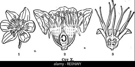. Pratico botanica, strutturali e sistematiche e la seconda porzione essendo una chiave analitica per la selvaggia di piante fiorite, alberi, arbusti, erbe ordinario, carici ed erbe del nord e il Medio Stati Uniti ad est del Mississippi. La botanica. 60 PJiACTIVAL botanica. gan (Fig. 3), e gyncmdrous, quando essi aderiscono con lo stile. (Fig. Xiii, 12".). Fig. 1, un fiore di Anemone, intero ; 2, di una ciliegia; 3, di Vaccinium, entrambi verti- calmente diviso. 110. Il stami, come abbiamo affermato nel §§ 57 e 58, sono distinti o uniti con altre eacli, o con lo stile (§ 109). MonadeVphous stami h Foto Stock
