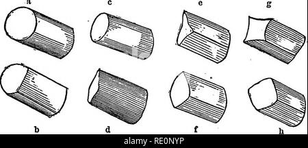. Pratico botanica, strutturali e sistematiche e la seconda porzione essendo una chiave analitica per la selvaggia di piante fiorite, alberi, arbusti, erbe ordinario, carici ed erbe del nord e il Medio Stati Uniti ad est del Mississippi. La botanica. 24 Pratico botanica. lunghezza, larghezza e profondità (spessore). Di conseguenza, come l'uno o l'altro o nessuno, di queste dimensioni predomina, forme vegetali sono detti essere lineare come foglia-stocchi, ch.- ing cilindrica (terete), biangular (due-refilato), triangolare, quadrangolare, ecc, fdrms; piano ovflat, orbicular, ellittica o ovale, come foglie, ecc.; o un solido Foto Stock