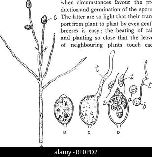 . Agraria Botanica, teorico e pratico. La botanica, economico; Botanica. 700 funghi è per mezzo del zoospores e conidi che le piante di patate infette, e come tali sono prodotte in innumerevoli, anche da una singola pianta malata, non c è da meravigliarsi che il disturbo si diffonde con grande rapidità attraverso un raccolto, quando le circostanze favoriscono la pro- riduzione e la germinazione delle spore. Questi ultimi sono così leggero che i loro trans- porta da pianta a pianta anche con brezza leggera è facile; la battitura di pioggia e piantando così vicino che le foglie di piante vicine toccare ciascuna. F Foto Stock