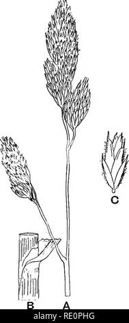 . Agraria Botanica, teorico e pratico. La botanica, economico; Botanica. Dactylis : Frutteto-erba 541 semina, così non può essere proficuamente utilizzato in breve leys. Esso dovrebbe tuttavia essere inclusi in tutte le miscele di pascoli permanenti e in- compreso in leys di cinque o sei anni di durata. Si tratta di un buona erba di prato. Genere Dactylis. Panicle di densi ammassi di spikelets disposti tutti su un lato: spikelets con tre a cinque fiori : glumes vuota con un breve punto rigido, keeled; fioritura glume con un breve quasi awn terminale. Dactylis : Orchard-Grass {Dactylis glomerata L.). - Una delle più comuni Foto Stock