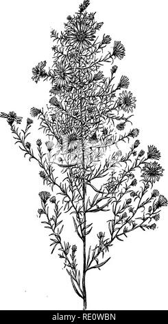 . Fiori di campo, colle e palude;. La botanica. ASTER TRADESCANTI. Si prega di notare che queste immagini vengono estratte dalla pagina sottoposta a scansione di immagini che possono essere state migliorate digitalmente per la leggibilità - Colorazione e aspetto di queste illustrazioni potrebbero non perfettamente assomigliano al lavoro originale. Creevey, Caroline A. La Sig.ra New York, Harper &AMP; Fratelli Foto Stock