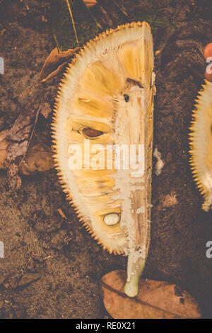 Jackfruit carne (Artocarpus heterophyllus )Texture con il lattice sitcky. Il Brasile Foto Stock