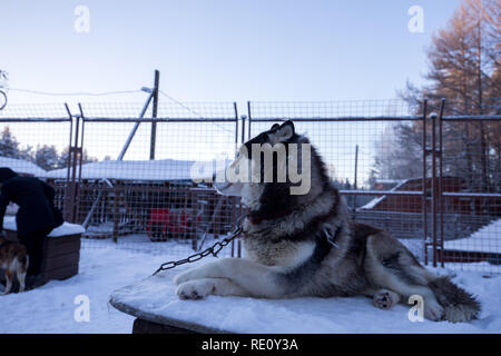 Close up bello cane huskie in un ambiente naturale Foto Stock