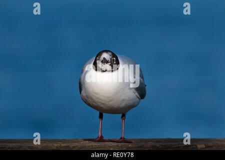 A testa nera molla gabbiano ritratto Foto Stock